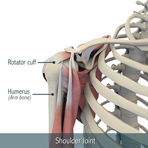 shoulder-joint-image